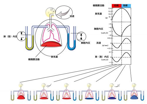 /wiki/images/thumb/5/50/RespCycleBasicSummary-Jpn.jpg/500px-RespCycleBasicSummary-Jpn.jpg