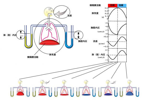 /wiki/images/thumb/5/50/RespCycleBasicSummary-Jpn.jpg/590px-RespCycleBasicSummary-Jpn.jpg