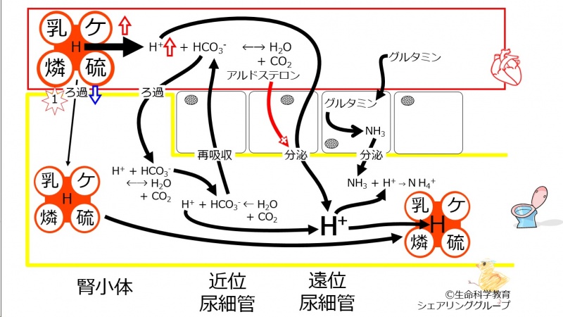 ファイル:00698.jpg