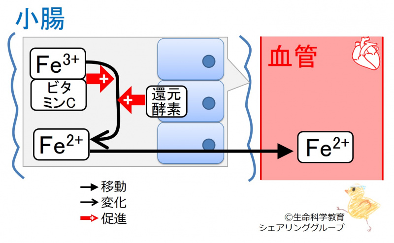 ファイル:03397.jpg