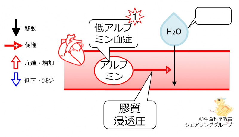 ファイル:03846-wb.jpg