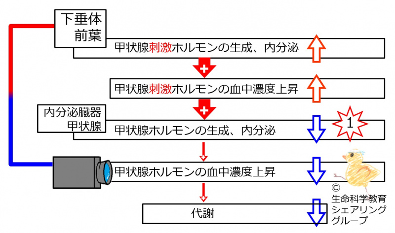 ファイル:04622.jpg