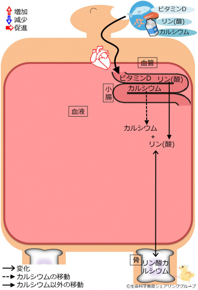 ファイル:04393.jpg