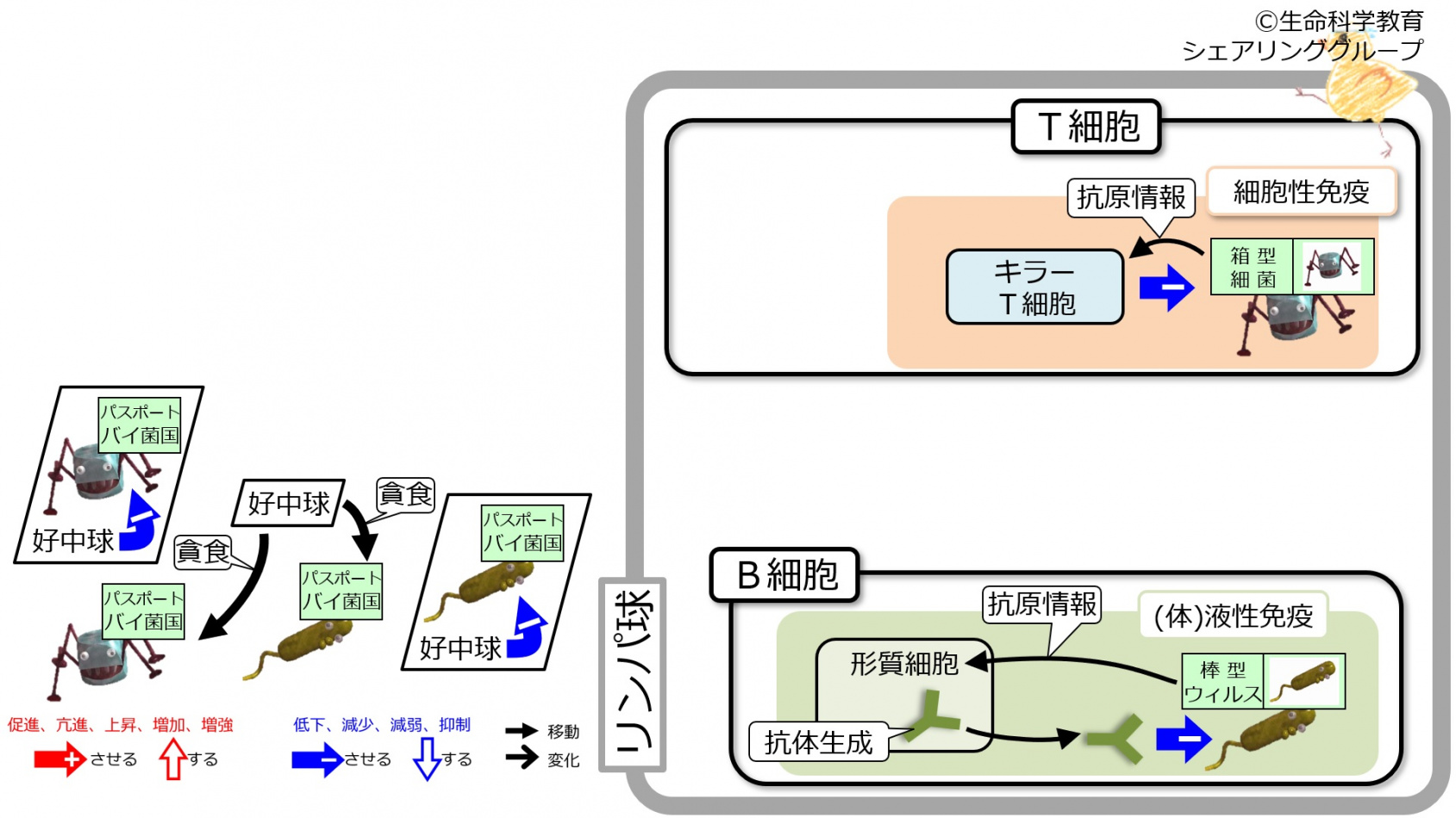 DefenceBcellTcell-intro-Jpn.jpg