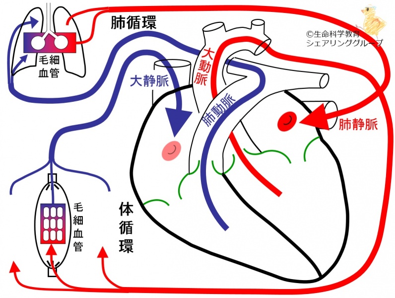 ファイル:01735.jpg