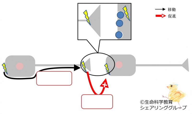ファイル:04503-wb.jpg