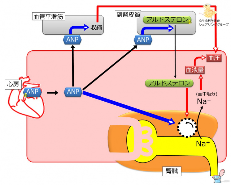 ファイル:AfterAnp-wb.jpg