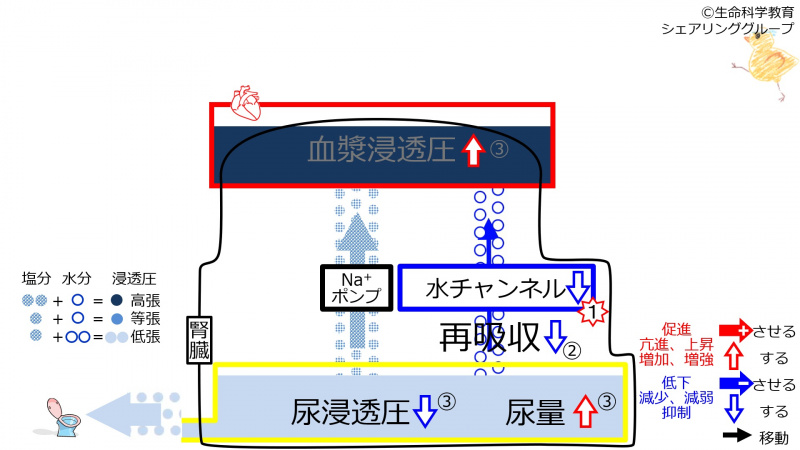 ファイル:DecWaterChannel3.jpg