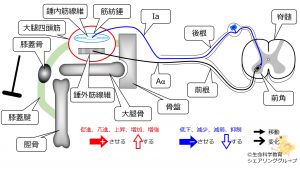 /wiki/images/thumb/5/53/PatellaTendonReflex-1.jpg/300px-PatellaTendonReflex-1.jpg