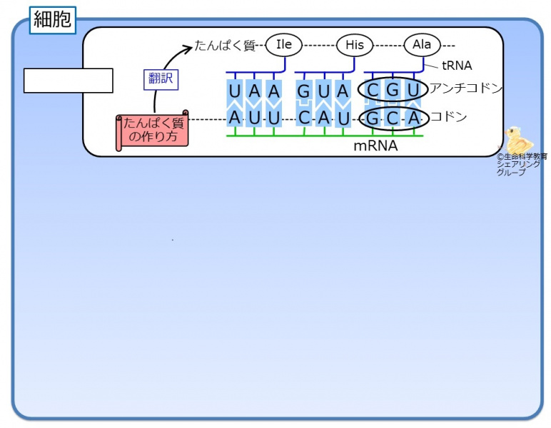 ファイル:リボソーム-wb.jpg