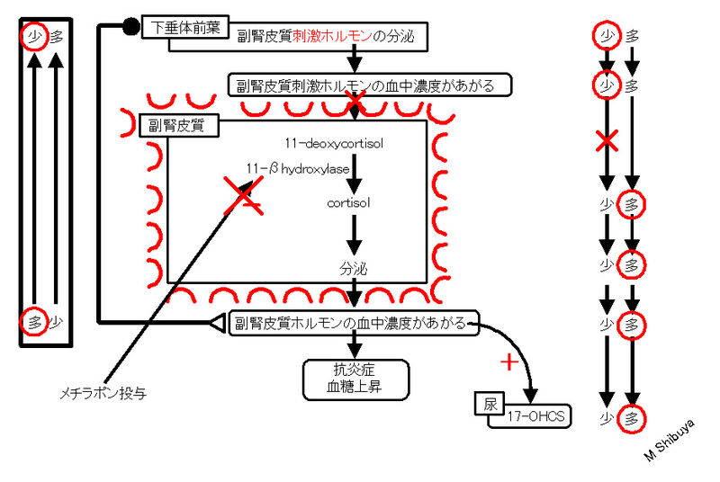 ファイル:00805.jpg