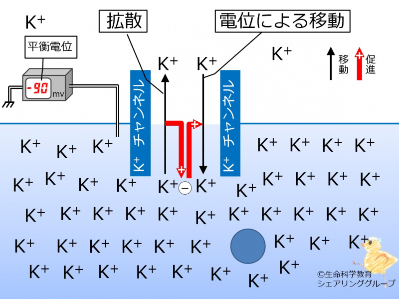 ファイル:Kchannel equilibrium potential ja-wb.jpg