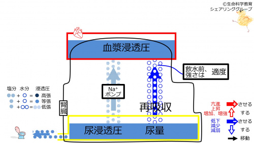 ReabsorptionbeforeWaterIntake-Jpn.jpg
