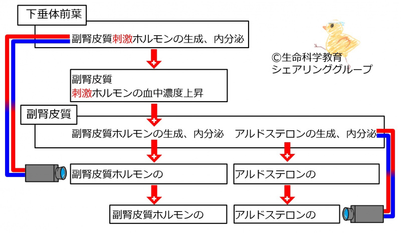 ファイル:03988-wb.jpg