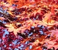 2014年12月5日 (金) 13:53時点における版のサムネイル