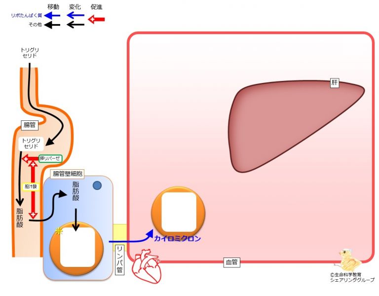 ファイル:Chylomicron generation move-wb.jpg