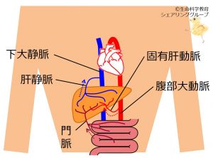 /wiki/images/thumb/5/56/Liver-blood-vessels.jpg/300px-Liver-blood-vessels.jpg