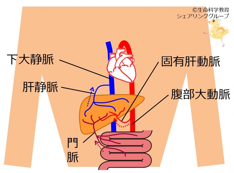 ファイル:Liver-blood-vessels.jpg