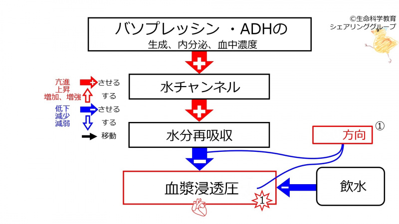 ファイル:WaterIntakeBeforeBasicFeedbackToADH-Jpn-wb.jpg