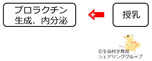 プロラクチン分泌調節１.jpg