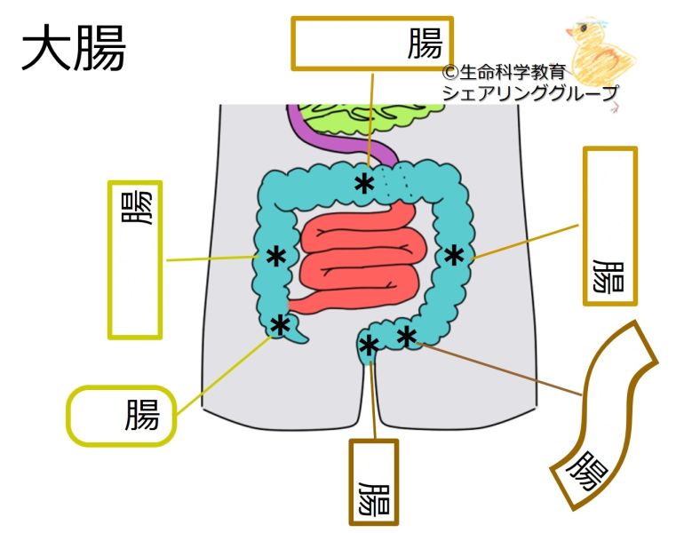 ファイル:大腸の解剖-wb.jpg