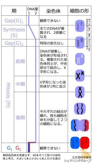 /wiki/images/thumb/5/57/Mitosis_basic_Jpn.jpg/300px-Mitosis_basic_Jpn.jpg