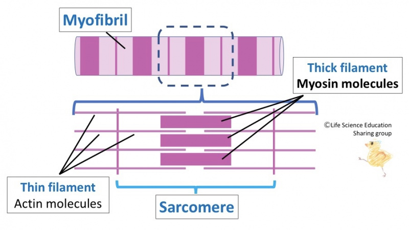 ファイル:Musclemyofibrilstructure.jpg