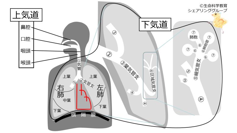 ファイル:03394.jpg