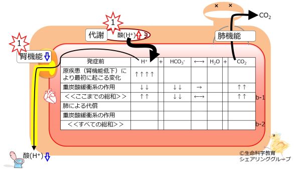/wiki/images/thumb/5/58/Metabolic-acidosis-no-compensation.jpg/590px-Metabolic-acidosis-no-compensation.jpg