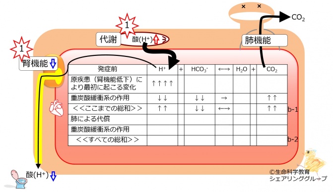 Metabolic-acidosis-no-compensation.jpg