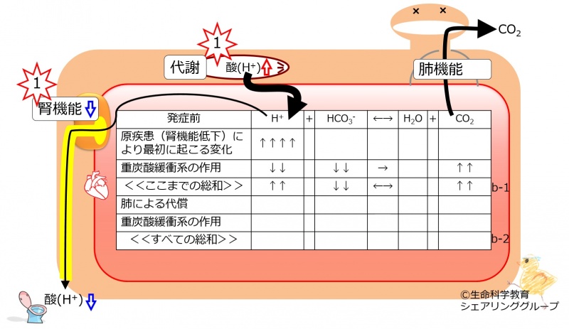 ファイル:Metabolic-acidosis-no-compensation.jpg