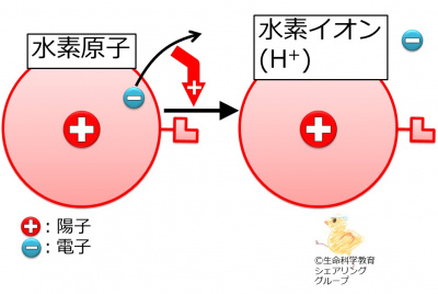 水素イオン.jpg
