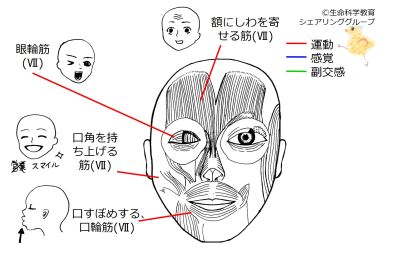Cranial07 2.jpg