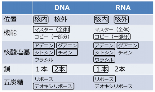 DNARNAtable-2.jpg