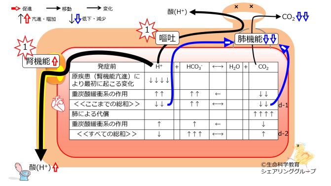 Metabolic-alkalosis-compensation.jpg