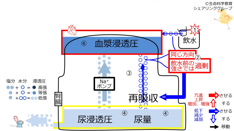 ファイル:ReabsorptionDuringControlAfterWater-Jpn-2020-wb.jpg