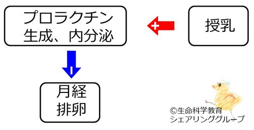 授乳性無月経20130514.jpg