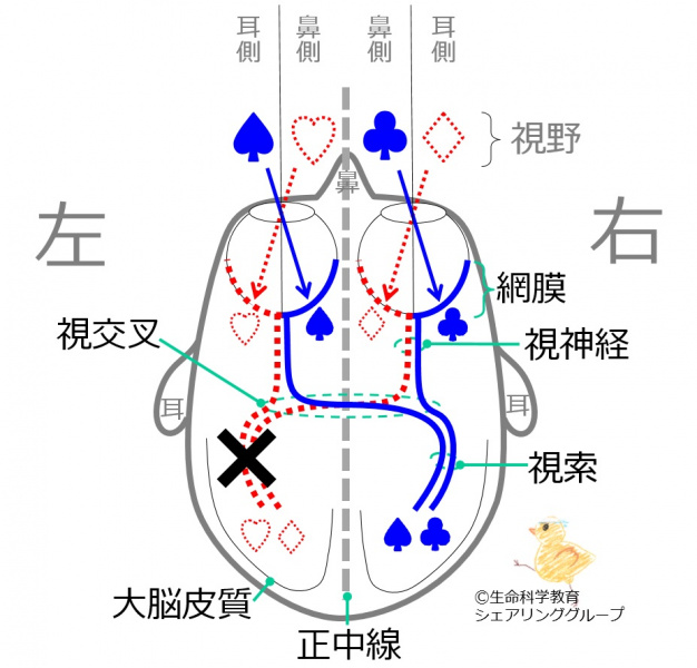 ファイル:00732.jpg