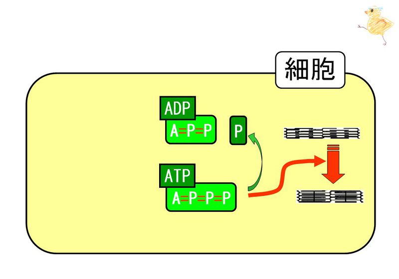 ファイル:02910.jpg