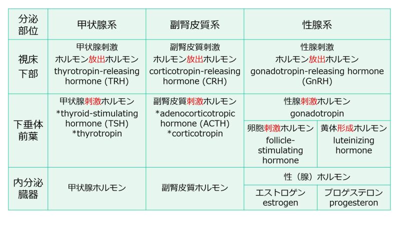 ファイル:3層構造名称E、P含む.jpg