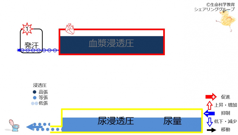 ファイル:6-sweatKidneycontrol1-wb.jpg