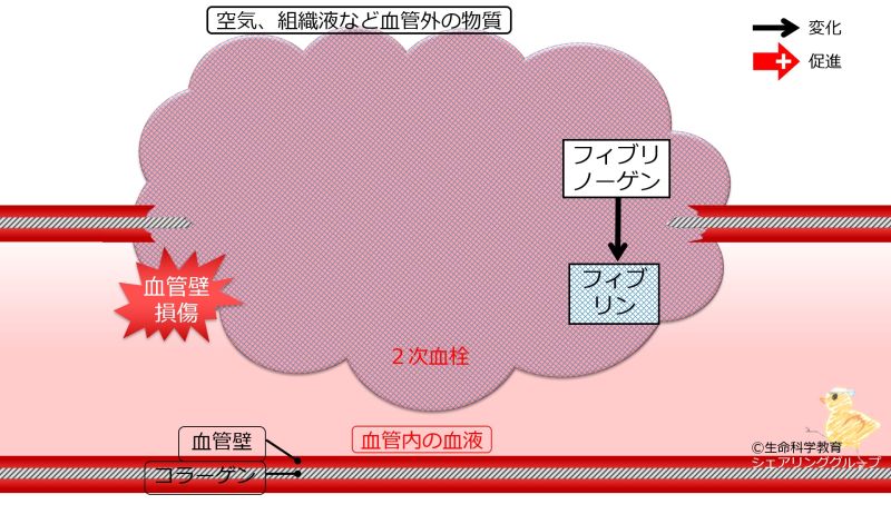 ファイル:CoagulationIntroBasic-Jpn.jpg