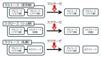/wiki/images/thumb/5/5a/Disaccharidase-basic-Jpn.jpg/200px-Disaccharidase-basic-Jpn.jpg