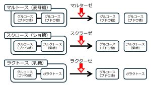 /wiki/images/thumb/5/5a/Disaccharidase-basic-Jpn.jpg/300px-Disaccharidase-basic-Jpn.jpg