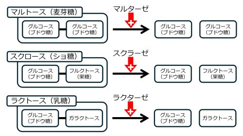 /wiki/images/thumb/5/5a/Disaccharidase-basic-Jpn.jpg/500px-Disaccharidase-basic-Jpn.jpg