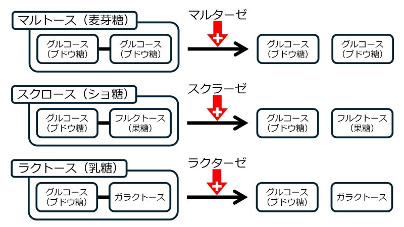 ファイル:Disaccharidase-basic-Jpn.jpg