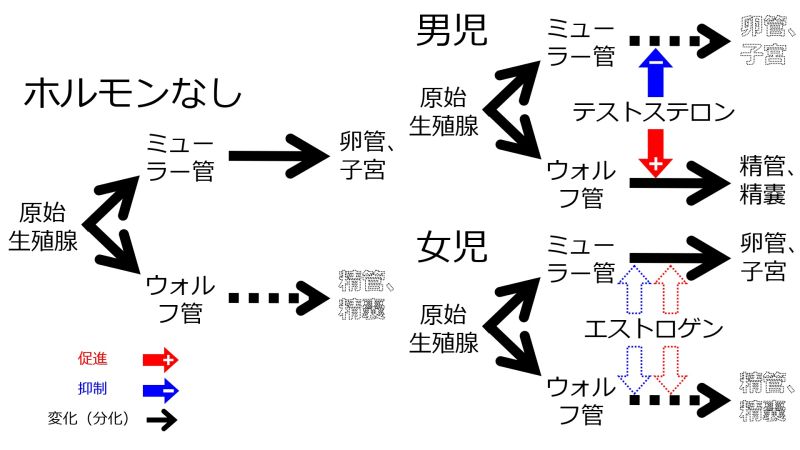 ファイル:Internal-genitals-differentiation-basic-Jpn.jpg
