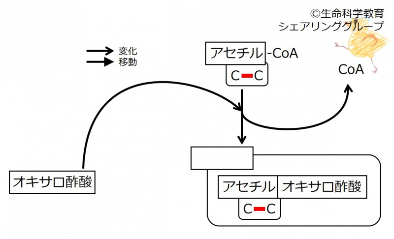 ファイル:Pyruvate-intro6-wb.jpg