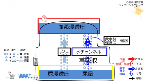 6-incChannel-waterintakeeffect1-2020.jpg