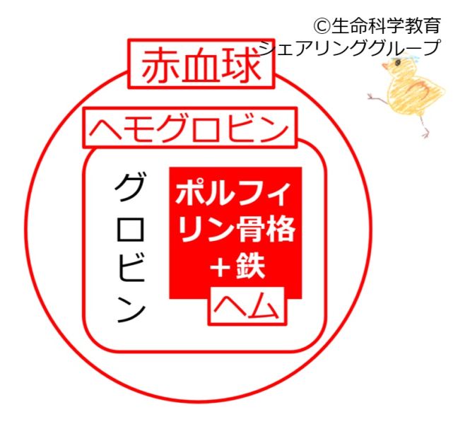 ファイル:BasicStructureOfHemoglobin Jpn.jpg
